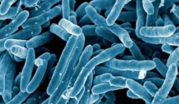 Tuberculosis