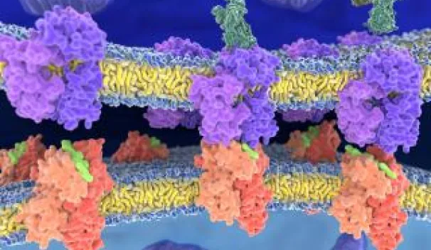 Co-Receptors Function