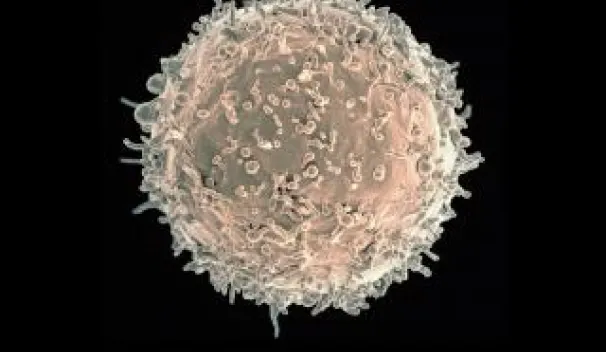 Generation of B-cell