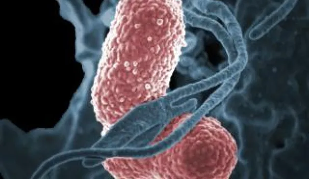 Immune responses to bacteria