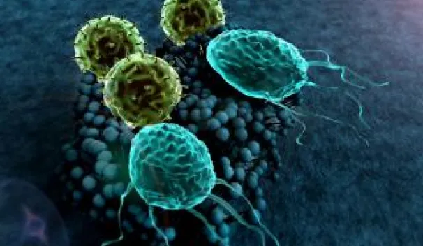 Immune responses to fungal pathogens
