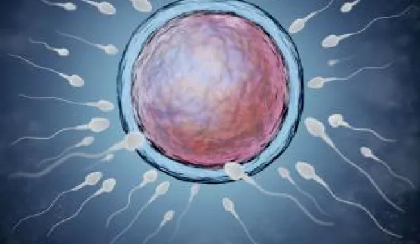 Reproductive Immunology