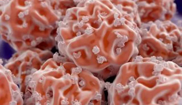 Stem Cell Transplantation