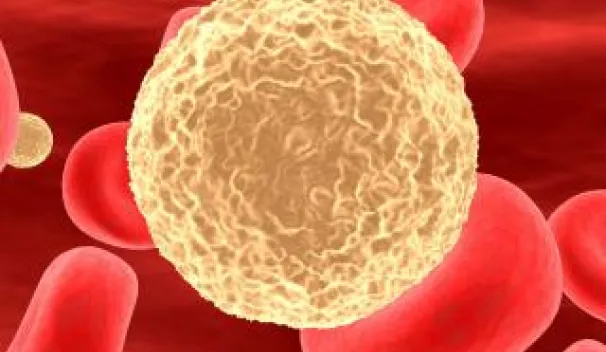 T Lymphocyte Transmigration