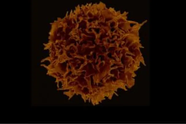 Regulatory T Cells (Tregs)