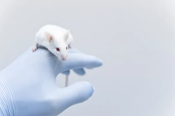 white mouse crawling over a gloved hand 