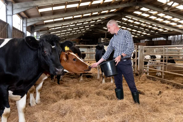 Professor John Hammond from The Pirbright Institute hand feeding a cow