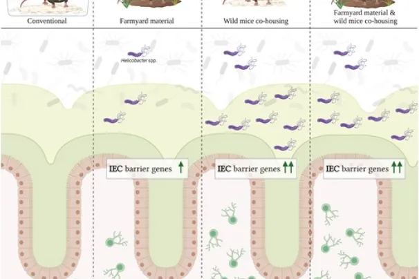 Comparison of naturalization mouse model setups uncover distinct effects on intestinal mucosa depending on microbial experience